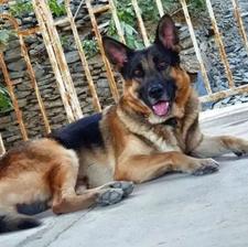 درخواست واگذاری سگ