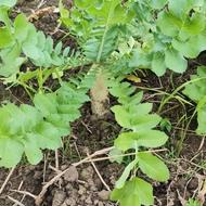 ترب سفید کره ای