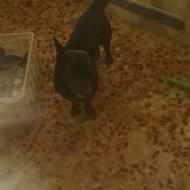 واگذاری سگ نژاد دار مشکی