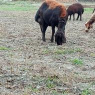 فروش گوسفند