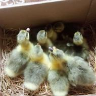 جوجه غاز محلی سرحال