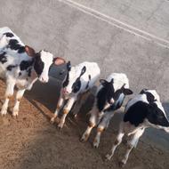 گوساله نر هلشتاین