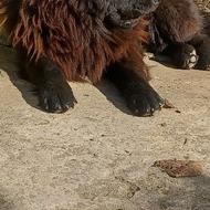 واگذاری چائوچائوزبان بنفش