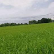 زمین مزروعی با امتیاز سند و چاه عمیق و جاده