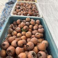 فروش ازگیل(کنس)