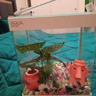 اکواریوم تزیینی،با کلیه وسایل نو میباشد