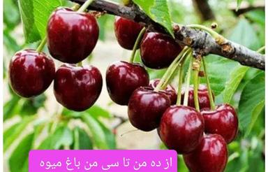 خونه باغ و باغ