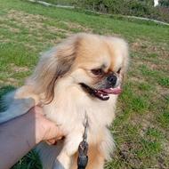 واگذاری سگ پیکنیز