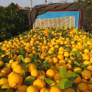 خرید تامسون برگی از سر باغ یه خاور حدود 5تن پول نقد