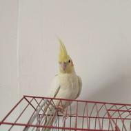 فروش فوری عروس هلندی