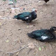 اردک اسرائیلی