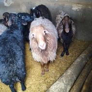 بره های پروار چاق چاق