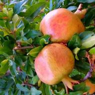 خانم جهت نظافت منزل