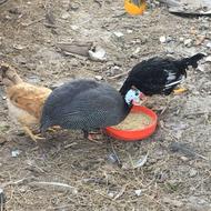 مرغ شاخدار سیساک