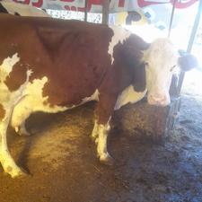 یک راس .گاو سیمینتال