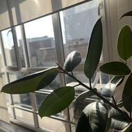 جذب اپراتور لاغری باسابقه