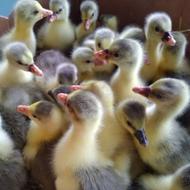 جوجه غاز یکروزه