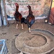 خروس لاری اصل