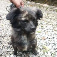 واگذاری سگ پاکوتاه