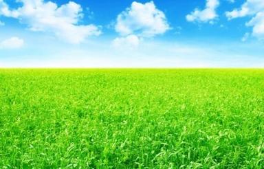 مزرعه مناسب برای باغ کیوی