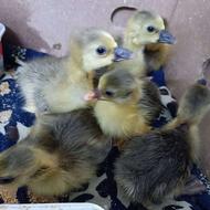 8عدد جوجه غاز 2,3 روزه سالم و سرحال