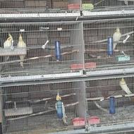 طوطی بالغ به خاطر نداشتن مکان و جا