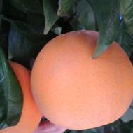 پرتغال تامسون شیرین