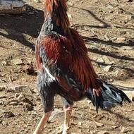 خروس لاری اصیل درجه یک بدون هیچ مشکلی