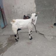 بزگلابی فروشی