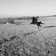 اسب نریان کرد سن 5 و 6