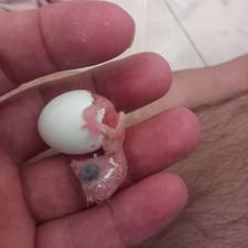 خریدار تخم نطفه دار