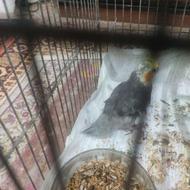 دوعدد عروس هلندی