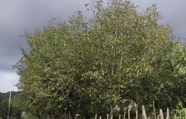 زمین 750 متری سیاهرود پشته