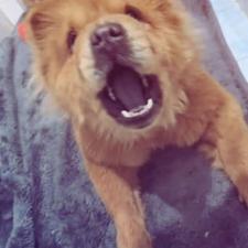 واگذاری سگ چاوچاو نژاد روس ماده