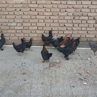 خریدار واقعی تماس