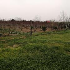 فروش زمین کشاورزی 5500 متر در اسفندان