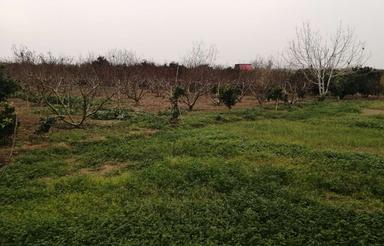 فروش زمین کشاورزی 5500 متر در اسفندان