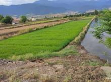 فروش زمین کشاورزی 2700 مترو2100متر بعد دانشگاه آزاد در شیپور