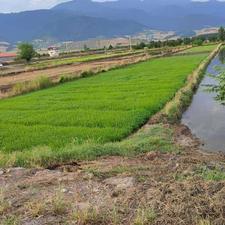 فروش زمین کشاورزی 2700 مترو2100متر بعد دانشگاه آزاد