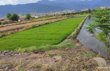 فروش زمین کشاورزی 2700 مترو2100متر بعد دانشگاه آزاد