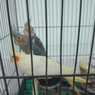 3 جفت عروس هلندی