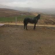 اسب جوان 4سال