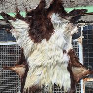 پوست دبّاغی شده وتزئینی