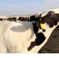 تلیسه ابستن اصلاح نژادی