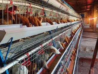 واکذاری سالن مرغ تخمگذار محلی