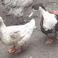 دوعدداردک محلی سالم