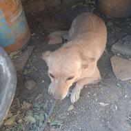 واگذاری سگ پاکوتاه روباهی