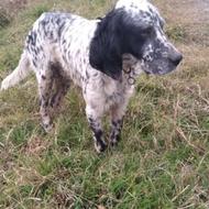 واگذاری سگ شکاری سیتر