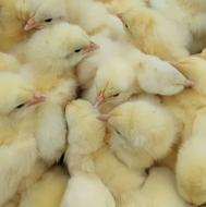 جوجه گوشتی راس(کنسلی برای این چهارشنبه)