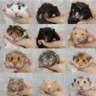 همستر از هر رنگ و نژادی موجود نژاد ها اصلی هستن